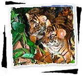 Bengal Tiger Cubs, Corbett National Park