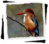 White-throated Kingfisher on Branch, Keoladeo Ghana Bird Sanctuary