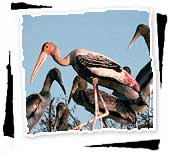 Painted Storks in Bharatpur Birds Sanctuary